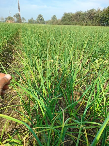 ممكن أعرف ثوم ده محتاج إيه عرش بتاعه ناشف من فوق